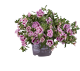 Calibrachoa en promo chez Lidl Calibrachoa dans le catalogue Lidl