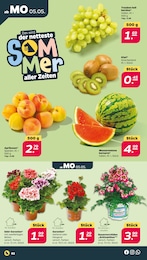 Blumenampel im Netto mit dem Scottie Prospekt Günstig. Besser. Für Dich. auf S. 2
