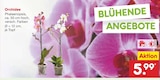 Orchidee im Angebot bei Netto Marken-Discount in Erlangen Orchidee Angebote bei Netto Marken-Discount Erlangen für 5,99 €