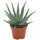 Promo Aloe Haworthia collection à 3,33 € dans le catalogue Gamm vert à Loudun