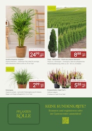 Thuja Angebot & Preis im aktuellen Pflanzen Kölle Prospekt Thuja Angebot im aktuellen Pflanzen Kölle Prospekt auf Seite 3
