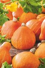 toom Baumarkt Ritterhude - Kürbis Angebot im Prospekt Kürbis bei toom Baumarkt im Ritterhude Prospekt für 3,29 €