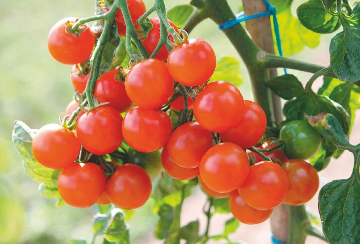 Trio de tomates cerises Gustamini