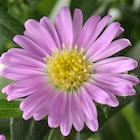 Promo Aster - Le pot de 3 litres à 9,99 € dans le catalogue Botanic à Annemasse