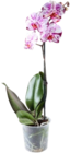 Aktuelle Zimmerpflanzen Angebote bei Kaufland in Duisburg Aktuelles Orchidee Angebot bei Kaufland in Duisburg ab 7,99 €