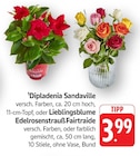 EDEKA Rhaunen - Dipladenia Sandaville Angebot im Prospekt Dipladenia Sandaville bei EDEKA im Rhaunen Prospekt für 3,99 €