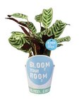 Zimmerpflanzen im Lidl Prospekt Bloom your room-Grünpflanzen im aktuellen Lidl Prospekt für 3,99 €