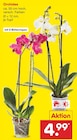 Netto Marken-Discount Bad Schussenried - Orchidee Angebot im Prospekt Orchidee bei Netto Marken-Discount im Bad Schussenried Prospekt für 4,99 €