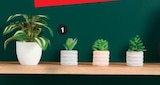 Foire a la plante artificielle en promo à 0,99 € chez Super U Foire a la plante artificielle dans le catalogue Super U
