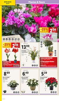 Promo Fleurs d'extérieur dans le catalogue Lidl du moment à la page 32