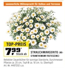 STRAUCHMARGERITE (ARGYRANTHEMUM FRUTESCENS) im aktuellen OBI Prospekt