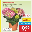 Aktuelles Hortensienbusch Angebot bei Netto Marken-Discount in Mannheim ab 9,99 €