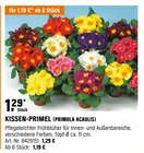 KISSEN-PRIMEL (PRIMULA ACAULIS) Angebote bei OBI Peine für 1,19 €