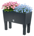 Myosotis im aktuellen Thomas Philipps Prospekt