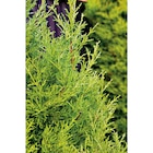 Cyprès de Leyland - Carrefour à Clichy Cyprès de Leyland en promo chez Carrefour Clichy à 4,99 €