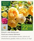 Strauch- oder Kletterrose von Kölles Beste für 22,99 € bei Pflanzen Kölle im Angebot Strauch- oder Kletterrose von Kölles Beste im aktuellen Pflanzen Kölle Prospekt