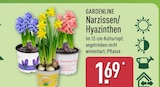 Aktuelles Narzissen Angebot bei ALDI Nord in Wuppertal ab 1,69 €