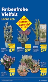 Ähnliche Weihnachtsstern Angebote im Prospekt "LIDL LOHNT SICH" von Lidl in Schwerin Ähnliche Angebote wie Weihnachtsstern im Prospekt "LIDL LOHNT SICH" auf Seite 15 von Lidl in Schwerin