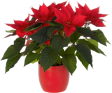 Botanic Fèves - Promo Poinsettia + Cache-pot en céramique Promo Poinsettia + Cache-pot en céramique à 10,99 € dans le catalogue Botanic à Fèves
