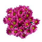 Chrysanthemen pink im Angebot bei Lidl in Wismar Chrysanthemen pink Angebote bei Lidl Wismar für 2,49 €