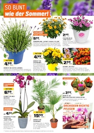 OBI Blumen im Prospekt 
