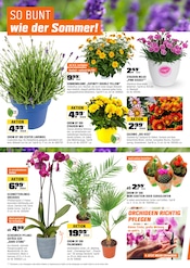 Aktueller OBI Prospekt mit Blumentopf, "BIBERSTARKE ANGEBOTE", Seite 16