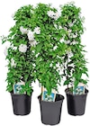 Sommerjasmin oder Dipladenie von SUNDAVILLE für 12,99 € bei REWE im Angebot Sommerjasmin oder Dipladenie von SUNDAVILLE im aktuellen REWE Prospekt