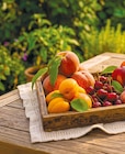 Aprikosen im aktuellen Netto mit dem Scottie Prospekt