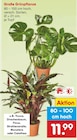 Große Grünpflanze im Angebot bei Netto Marken-Discount in Herford Große Grünpflanze Angebote bei Netto Marken-Discount Herford für 11,99 €