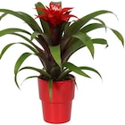 Bromelien Angebote bei Penny Ulm für 4,99 €