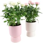 Topfrose oder Orchideengeschenk im Angebot bei REWE in Bochum Topfrose oder Orchideengeschenk Angebote bei REWE Bochum für 9,49 €