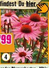Stauden Angebote bei Hornbach Bad Salzuflen für 7,99 €