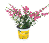 toom Baumarkt Parchtitz - Nützlingsfreundliches Köcherblümchen „floriglory“ Angebot im Prospekt Nützlingsfreundliches Köcherblümchen „floriglory“ bei toom Baumarkt im Parchtitz Prospekt für 3,59 €