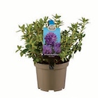 Rhododendron Angebote bei Lidl Köln für 4,99 €