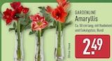 ALDI Nord Geithain - Amaryllis Angebot im Prospekt Amaryllis bei ALDI Nord im Geithain Prospekt für 2,49 €