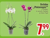 Orchidee Phalaenopsis im Angebot bei EDEKA in Ingolstadt Orchidee Phalaenopsis Angebote bei EDEKA Ingolstadt für 7,99 €