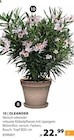 Oleander im aktuellen Dehner Garten-Center Prospekt für 22,99 €