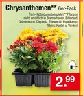Zimmermann Hambühren - Chrysanthemen Angebot im Prospekt Chrysanthemen bei Zimmermann im Hambühren Prospekt für 2,99 €