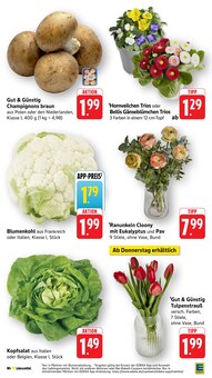 Blumen im EDEKA Prospekt "Aktuelle Angebote" mit 50 Seiten (Mannheim)