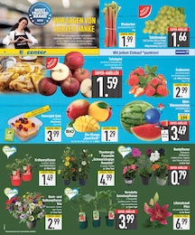 EDEKA Obststräucher im Prospekt EDEKA Obststräucher im Prospekt