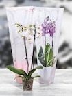 Orchidée phalaenopsis - GARDENLINE - Aldi Orchidée phalaenopsis - GARDENLINE à 8,99 € dans le catalogue Aldi