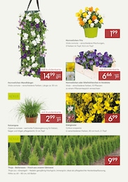 Pflanzen Kölle Tierbedarf im Prospekt 