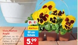 Viola Festival Ampel Angebote bei Netto Marken-Discount Mühlhausen für 5,99 €