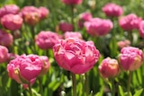 Promo Collection de tulipes pivoines ECLOZ à 3,99 € dans le catalogue Jardiland à Blesmes