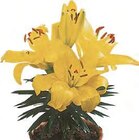 Aktuelles Asiatische Lilie Angebot bei Hornbach in Bochum ab 3,99 €