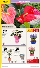 Fleurs Angebote im Prospekt "XXL QUANTITÉ MAXI À PRIX MINI" von Lidl auf Seite 30