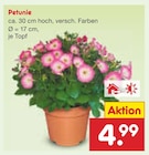 Petunie im Angebot bei Netto Marken-Discount in Bremerhaven Petunie Angebote bei Netto Marken-Discount Bremerhaven für 4,99 €