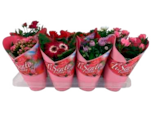 Aktuelles Blühpflanzen Mix Angebot bei EDEKA in Hamburg ab 4,99 €