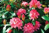 Intermarché Super Romilly-sur-Andelle - Promo Rhododendron pot 15 cm Promo Rhododendron pot 15 cm à 9,99 € dans le catalogue Intermarché Super à Romilly-sur-Andelle