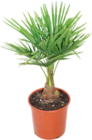 Hanfpalme im Angebot bei OBI in Konstanz Hanfpalme Angebote von GROW by OBI bei OBI Konstanz für 6,99 €